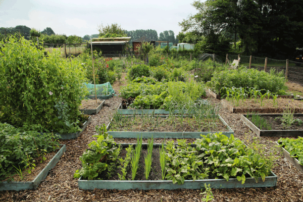 permacultuur-moestuin-verhoogde-bedden